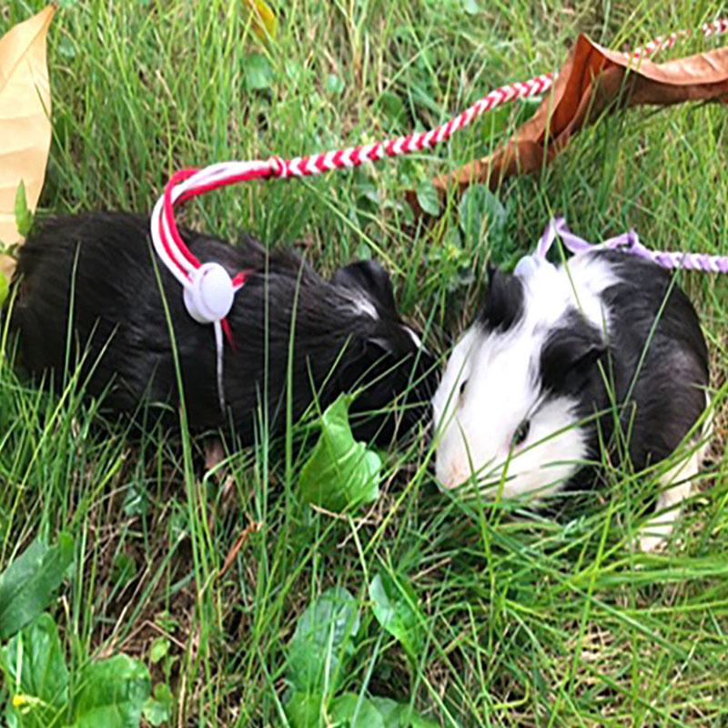 Hamster Hand Woven Pull Rope - Adjustable Harness & Leash